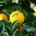 Lemons Medical Advantages